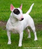 Bull Terrier